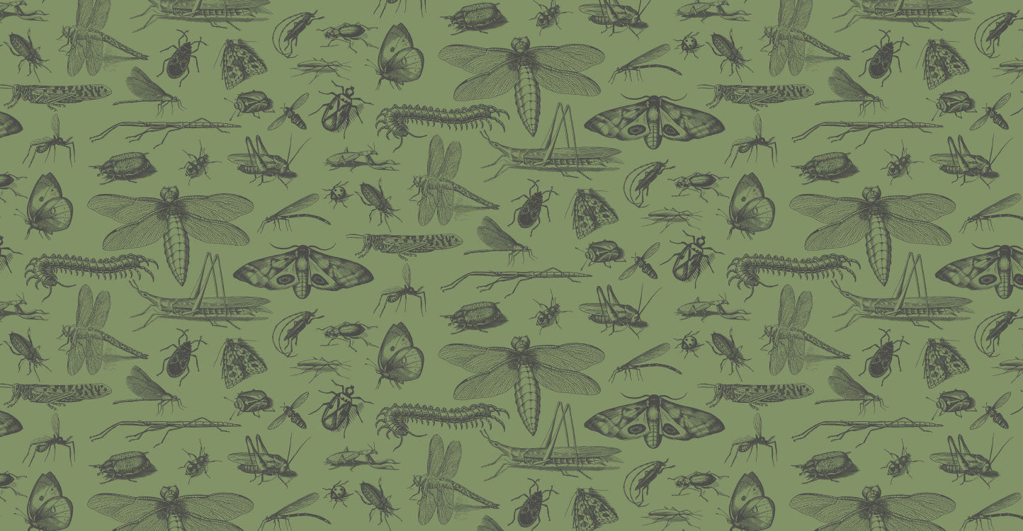 Seamless repeat pattern of hand-drawn insect illustrations — moths, butterflies, dragonflies, beetles, grasshoppers, and centipedes — rendered in dark green line art on a sage green background.